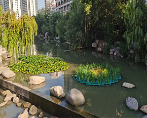 济南河道生态沉水植物群落的构建